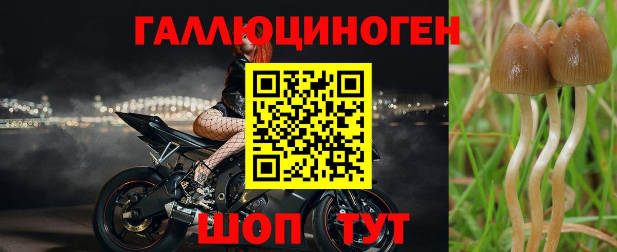 Бийск  Галлюциногенные грибы ЛСД  Вход с VPN  Галлюциногенные грибы GOLDEN TEACHER 